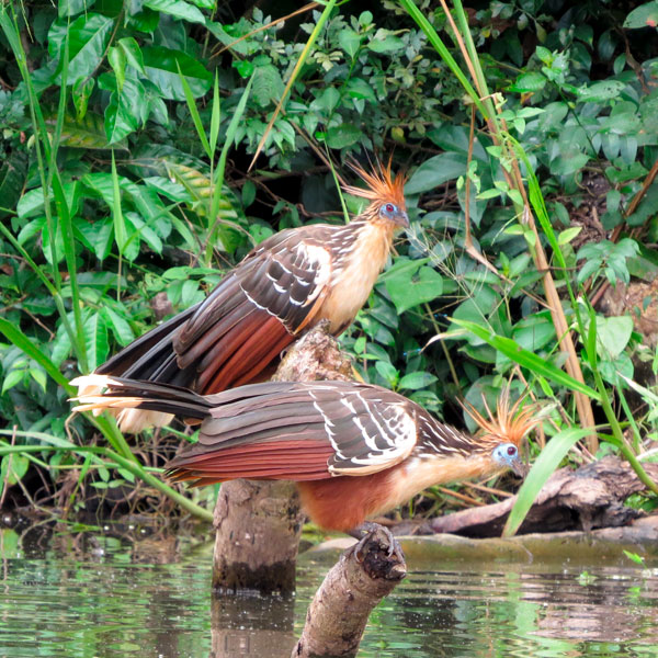 Green Jungle Tours