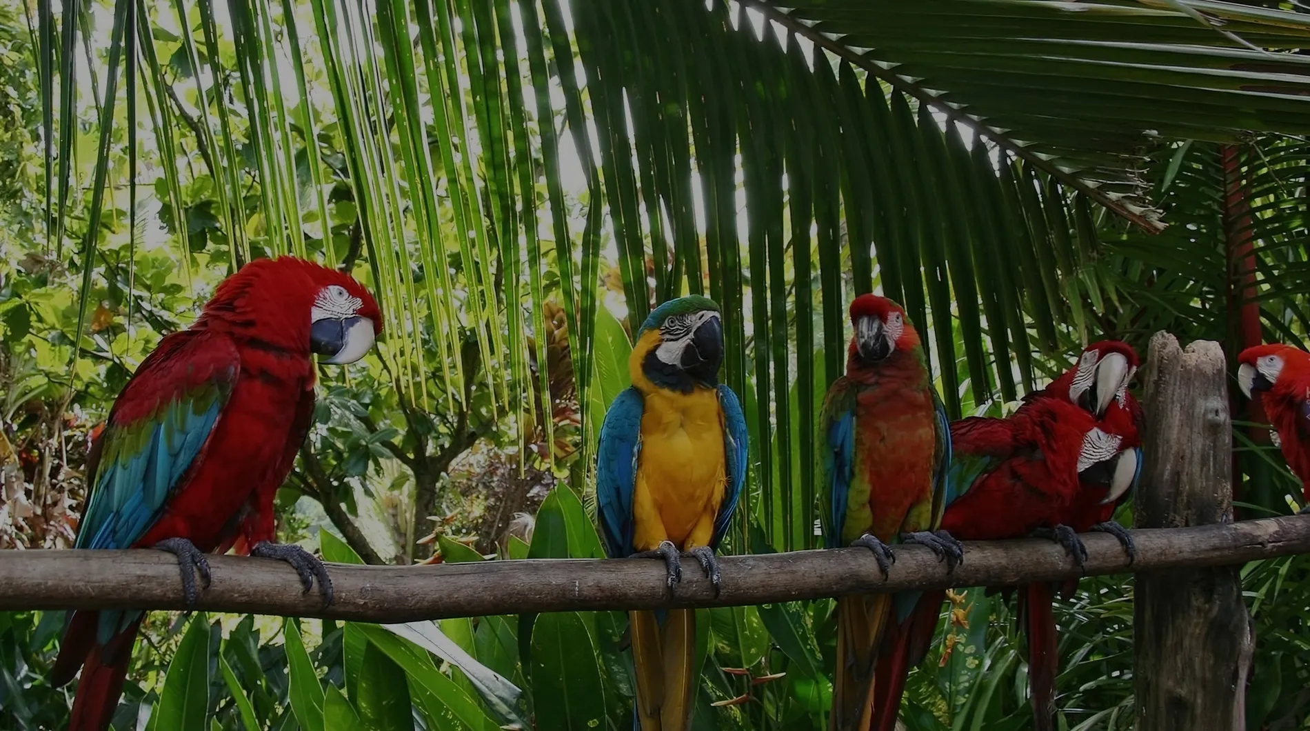 Chuncho Macaw Sanctuary